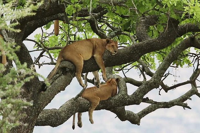 8 days Uganda Primate & Wildlife safari tour - Key points at a glance
