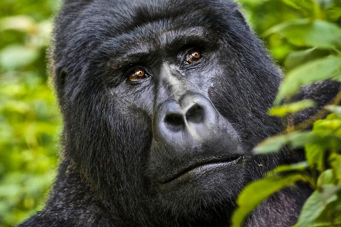 8 days Uganda Primate & Wildlife safari tour - Day 3: transferring to Kibale through Fort Portal