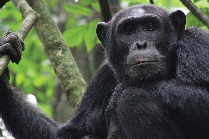 8 days Uganda Primate & Wildlife safari tour - Day 5: Queen Elizabeth by road and water