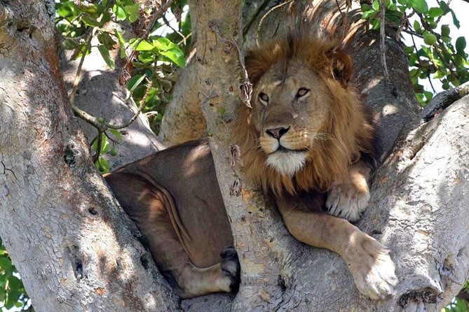 8 days Uganda Primate & Wildlife safari tour - Day 1: the long road to Murchison Falls