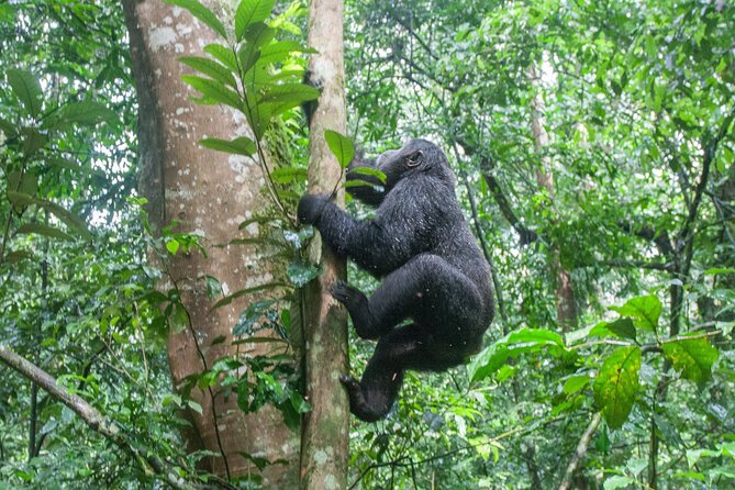 8 Days Uganda Primates Safari - Day 1: A Gentle Arrival in Entebbe