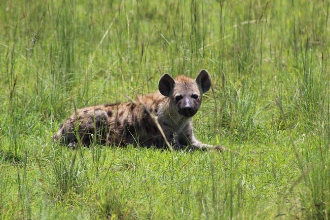 8 Days Uganda Primates Safari - Day 4: Queen Elizabeth’s Game Drive and Kazinga Channel