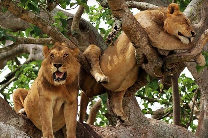 8 Days Uganda Primates Safari - Day 7: Igongo Cultural Center and Lake Mburo