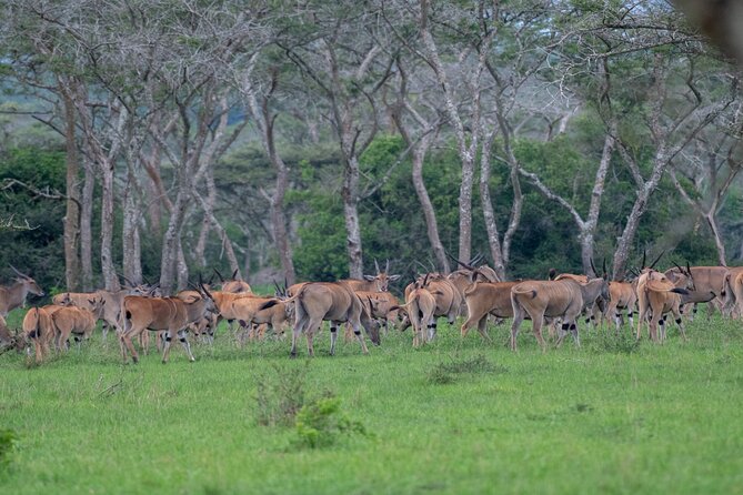 8 Days Uganda Primates Safari - Day 8: Walking Safari, Equator Stop, and Entebbe