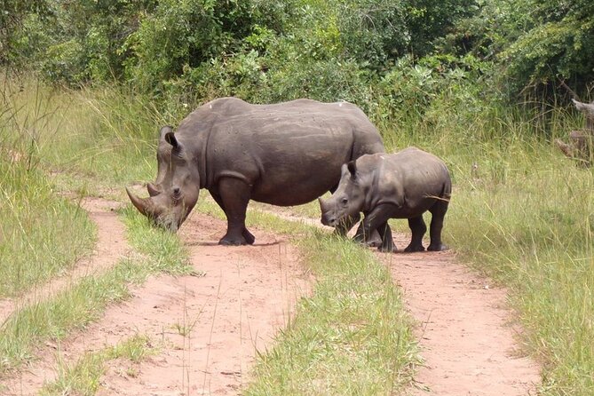 9 day Gorilla Trekking, Chimpanzee & Wilderness Safari (mid-range) - What the $3,702 Price Really Buys