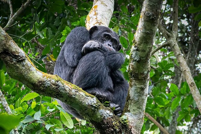 9-Day Private Uganda Wildlife Safari - What the $4,800 price really covers