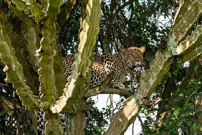 9-Day Private Uganda Wildlife Safari - Queen Elizabeth National Park and the Kazinga Channel