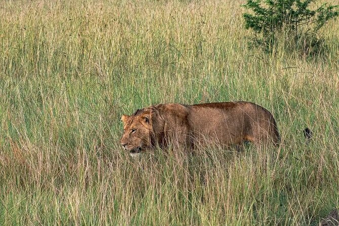 9-Day Private Uganda Wildlife Safari - Bwindi and the mountain gorilla trek