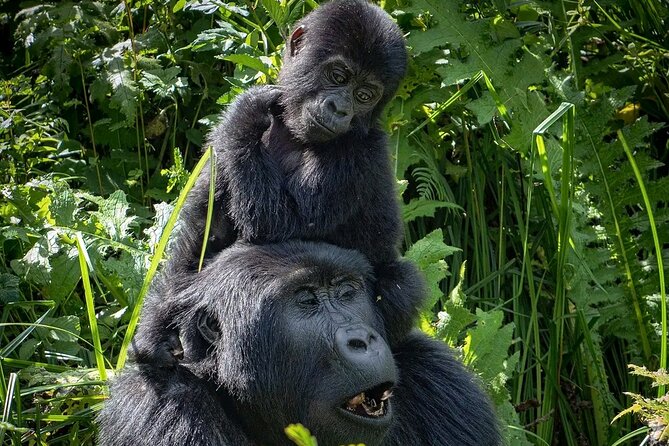 9-Day Private Uganda Wildlife Safari - The flight back to Entebbe