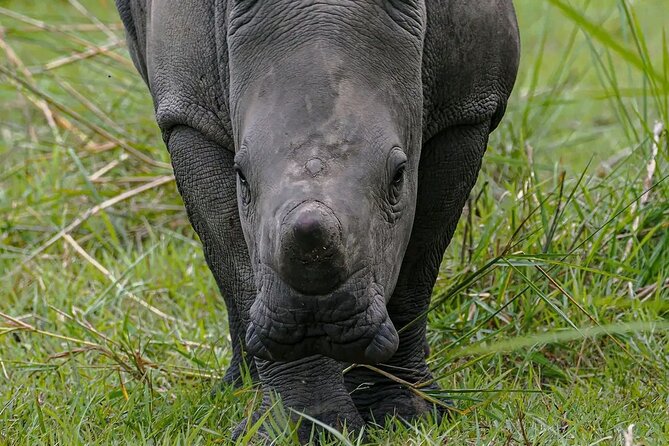 9-Day Private Uganda Wildlife Safari - What the private format adds