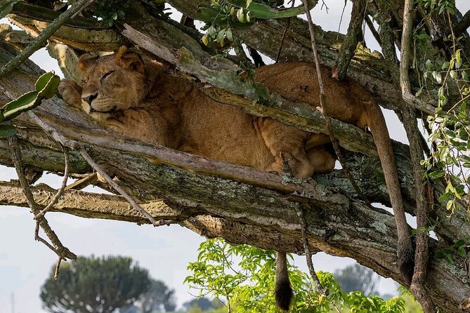9-Day Private Uganda Wildlife Safari - Who should book this Uganda safari?