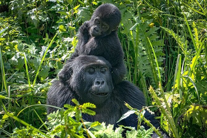 9-Day Private Uganda Wildlife Safari - Murchison Falls: a strong opening with wildlife and water