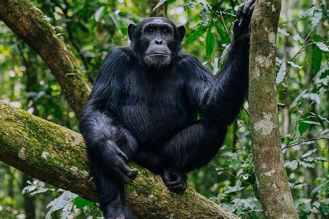 9-Day Uganda Primates - Lions & so Much More (Midrange) - Day 1: A soft landing in Entebbe