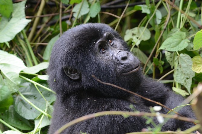 9-Day Uganda Primates - Lions & so Much More (Midrange) - Day 3: The long road to Kibale Forest