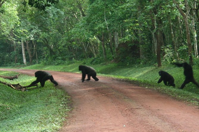 9-Day Uganda Primates - Lions & so Much More (Midrange) - Day 5: Savannah animals in Queen Elizabeth National Park