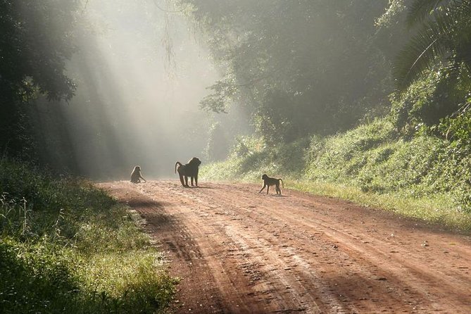 9-Day Uganda Primates - Lions & so Much More (Midrange) - Day 6: Crater lakes and the Kazinga Channel