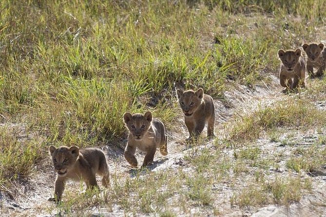 9-Day Uganda Primates - Lions & so Much More (Midrange) - Day 7: Ishasha and the road to Bwindi