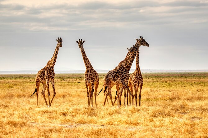 9 Days Uganda Wildlife Safaris, Gorilla Trekking & Hiking - Through Hoima and the Albertine Escarpments to Kibale