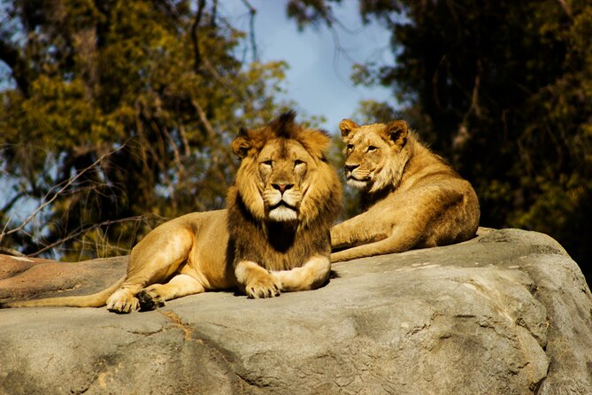 9 Days Uganda Wildlife Safaris, Gorilla Trekking & Hiking - Kibale chimpanzee tracking at 7:00 am