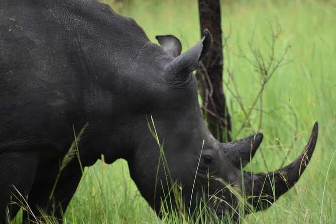 A Thrilling 1-Day Rhino Tracking Tour in Uganda - The drive from Kampala and what the timing means