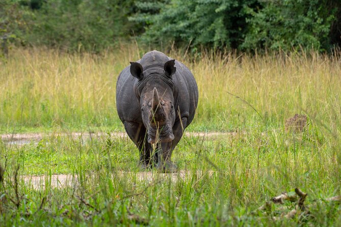 A Thrilling 1-Day Rhino Tracking Tour in Uganda - What you learn beyond the photographs