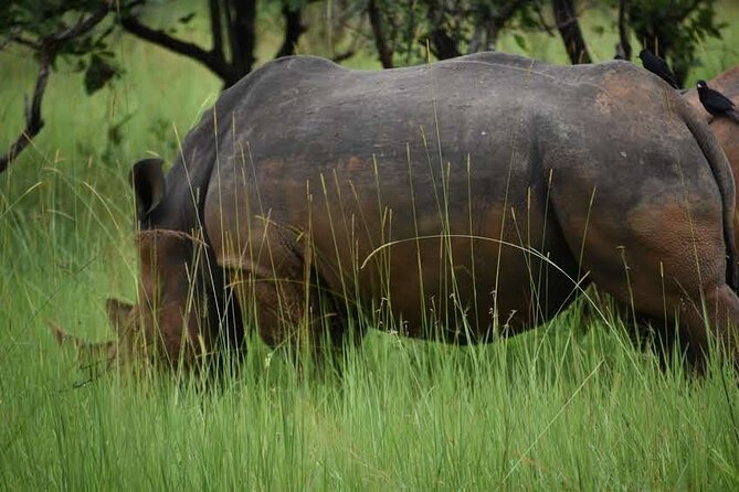 A Thrilling 1-Day Rhino Tracking Tour in Uganda - What the $377 price really covers