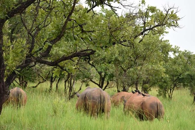 A Thrilling 1-Day Rhino Tracking Tour in Uganda - Clothing and fitness for the walk