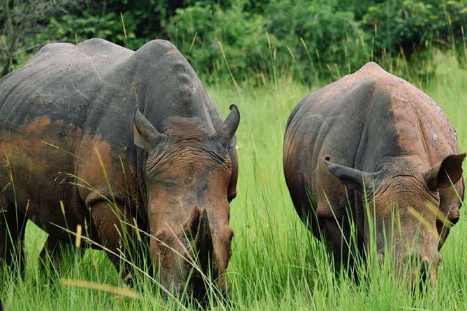 A Thrilling 1-Day Rhino Tracking Tour in Uganda - Tracking rhinos on foot at Ziwa