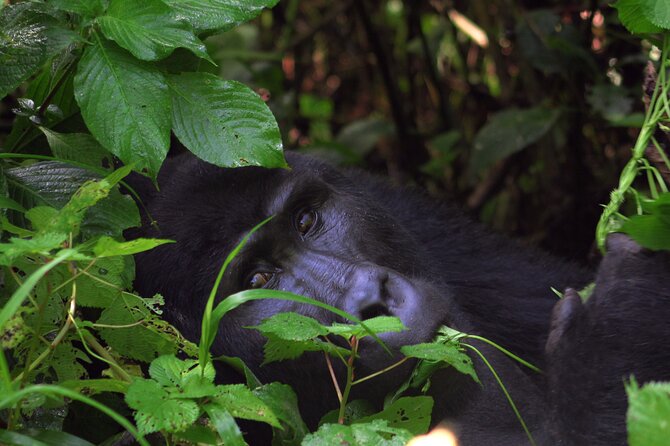 Bwindi Gorilla Safari - 3 Days - The Human Side of the Safari