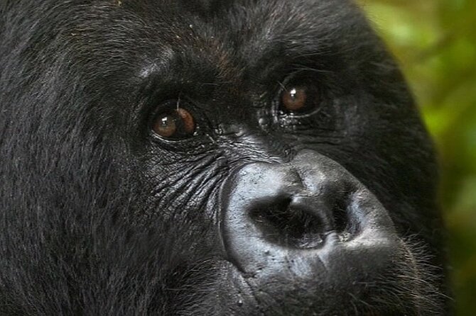 Bwindi Gorilla Safari - 3 Days - Day Three: Returning to Kampala or Entebbe