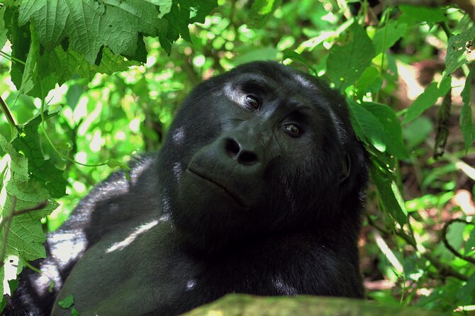 Bwindi Gorilla Safari - 3 Days - What the Meals and Included Services Mean