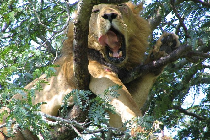 Bwindi impenetrable Kenya Tanzania Gorilla Safari 14 days 13 nights - Day 5: Bwindi gorilla trekking
