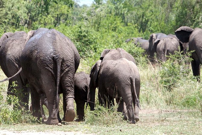 Bwindi impenetrable Kenya Tanzania Gorilla Safari 14 days 13 nights - Day 6: Returning to Entebbe and flying to Nairobi