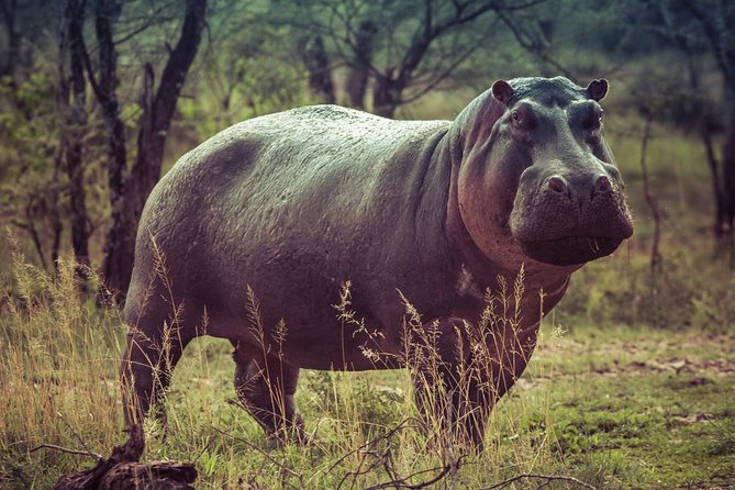 Bwindi impenetrable Kenya Tanzania Gorilla Safari 14 days 13 nights - Days 7 to 10: Kenya, the Aberdares, and Maasai Mara