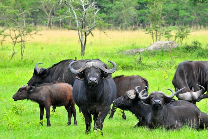 Bwindi impenetrable Kenya Tanzania Gorilla Safari 14 days 13 nights - Days 1 and 2: Entebbe to Kibale National Park