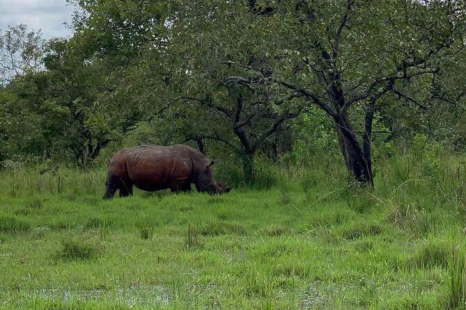 Day Tour Of Ziwa Rhino Sanctuary and Wildlife Ranch - ZIWA RHINO TREKKING - The Ranger-Led Format Makes the Difference