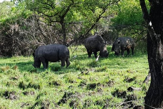 Day Tour Of Ziwa Rhino Sanctuary and Wildlife Ranch - ZIWA RHINO TREKKING - Lunch, Included Costs, and the $300 Price