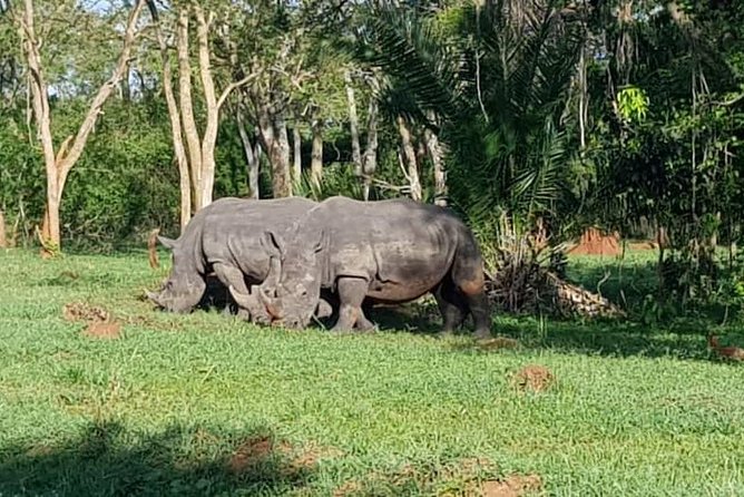 Day Tour Of Ziwa Rhino Sanctuary and Wildlife Ranch - ZIWA RHINO TREKKING - Who Will Enjoy This Day Most