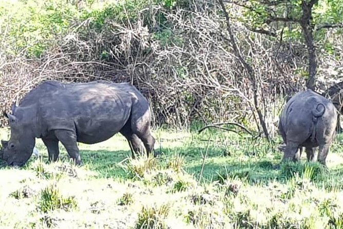 Day Tour Of Ziwa Rhino Sanctuary and Wildlife Ranch - ZIWA RHINO TREKKING - What the Strong Feedback Tells You
