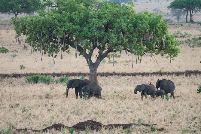 Eight days cultural and wildlife tour in Uganda - Day 1: Jinja and the first night on the road