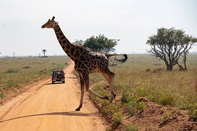 Entebbe Airport pickup (Entebbe - Kampala) reliable 24/7 transfer - Why direct transport can be worth the extra cost