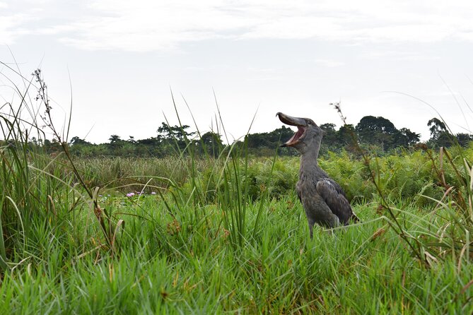 Entebbe Eco Tour - Full Day - Key points to know before you book