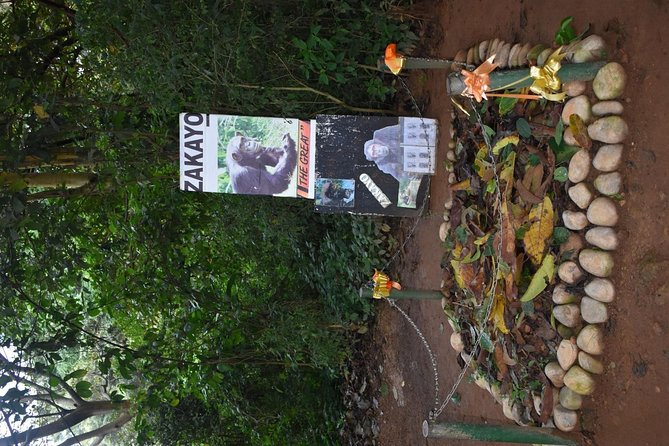 Entebbe Eco Tour - Full Day - Entebbe Botanical Gardens: old trees and peninsula views