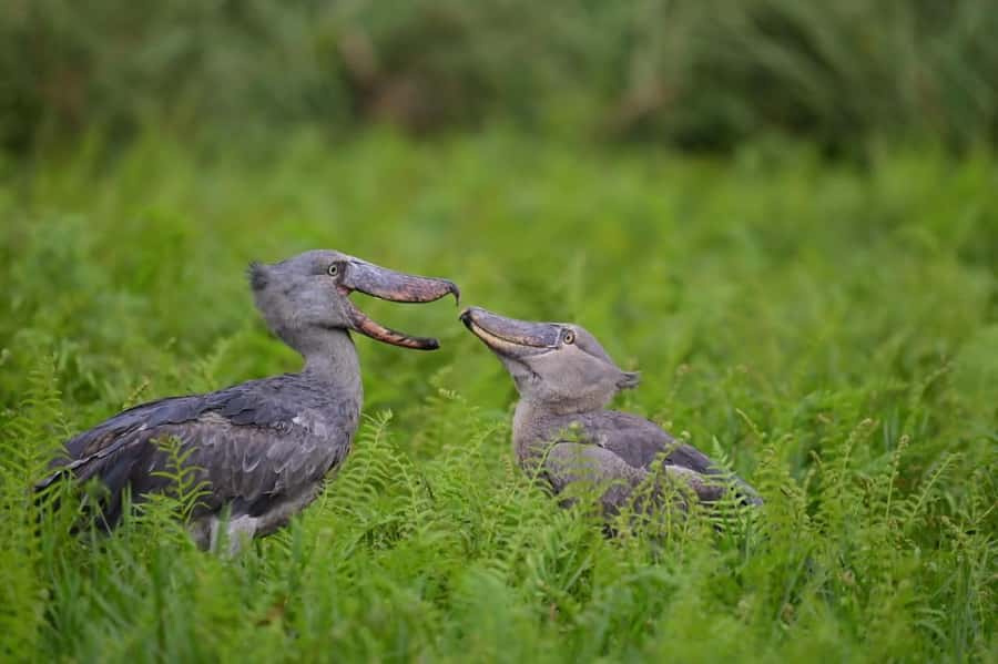 Entebbe: Mabamba Swamp Shoebill Tracking Boat Tour - Key points for deciding quickly