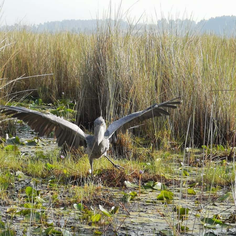 Entebbe: Mabamba Swamp Shoebill Tracking Boat Tour - Entering Mabamba’s narrow papyrus channels