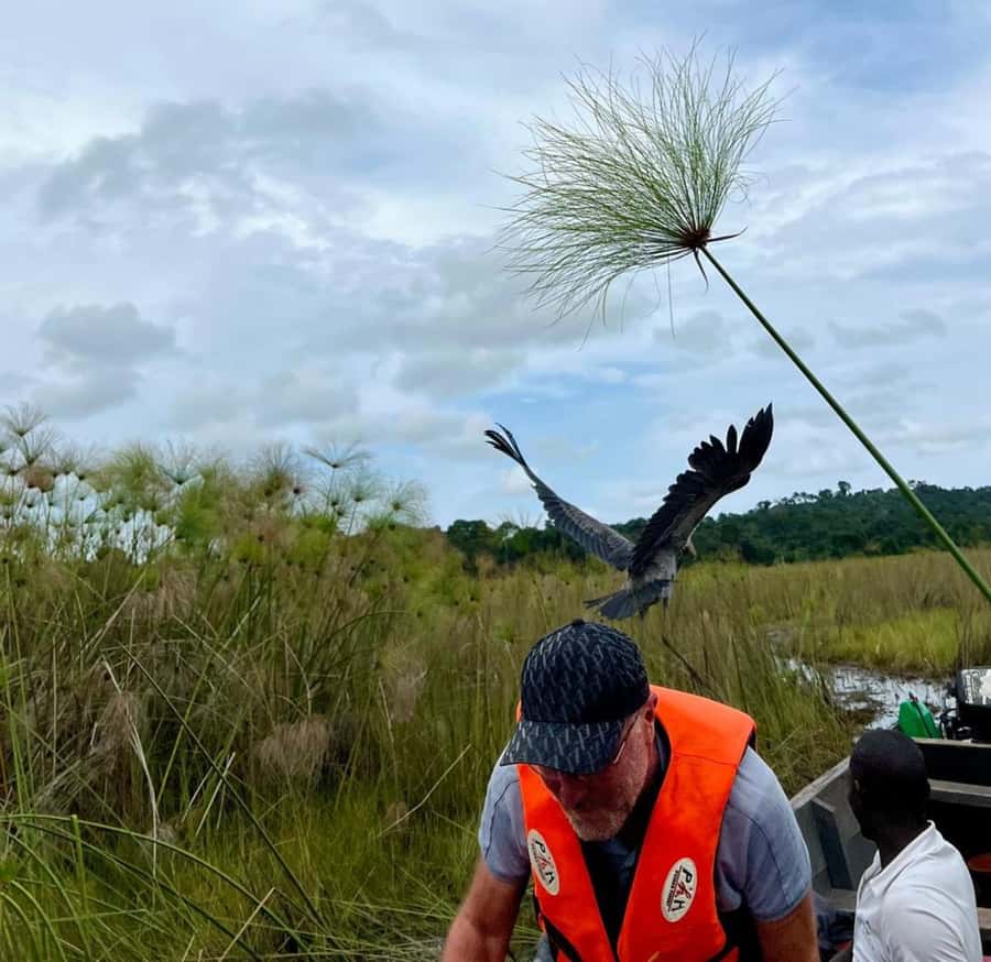 Entebbe: Mabamba Swamp Shoebill Tracking Boat Tour - Meeting at Nakiwogo Landing Site