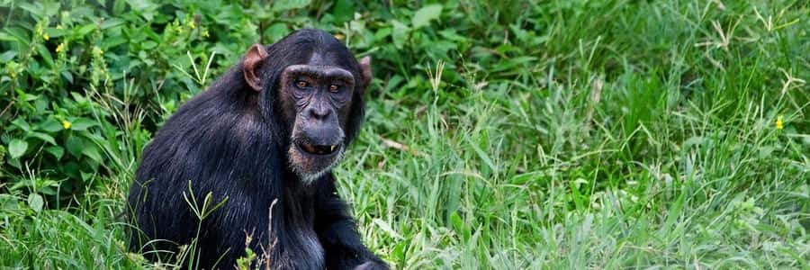 Entebbe: Ngamba Island Chimpanzee Trekking Day Trip - Key points to know before you go