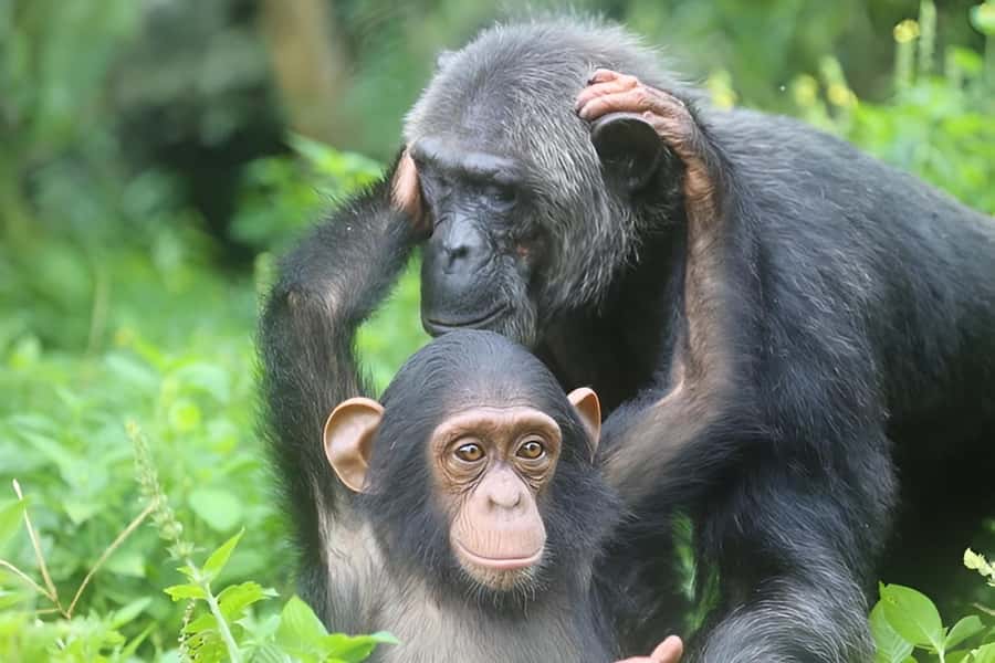 Entebbe: Ngamba Island Chimpanzee Trekking Day Trip - Watching the chimpanzees during feeding time