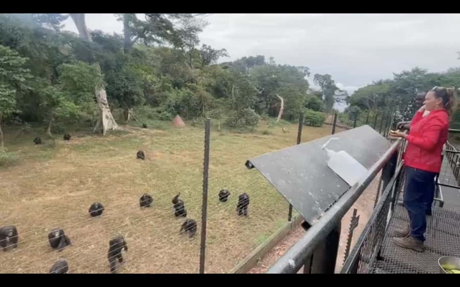 Entebbe: Ngamba Island Chimpanzee Trekking Day Trip - What the guide adds to the experience