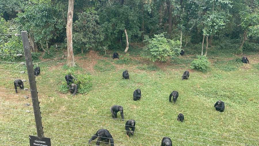 Entebbe: Ngamba Island Chimpanzee Trekking Day Trip - Arriving at a sanctuary, not a conventional zoo
